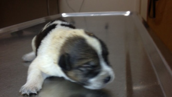 Puppy-Buried Alive.jpg